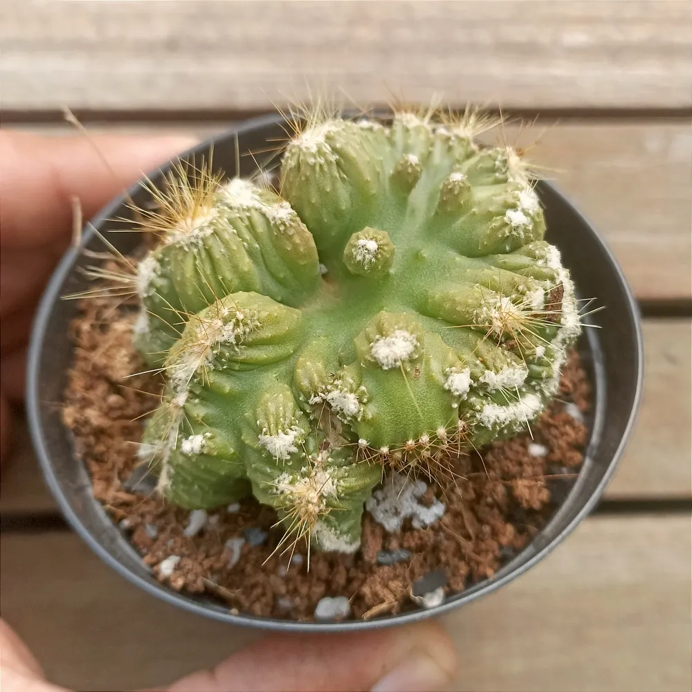 Cereus peruvianos f. monstruosa cristata (vaso9)