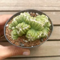 Cereus peruvianos f. monstruosa cristata (Wild Cereus - vaso9) - Foto 2