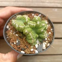 Cereus peruvianos f. monstruosa cristata (Wild Cereus - vaso9) - Foto 3