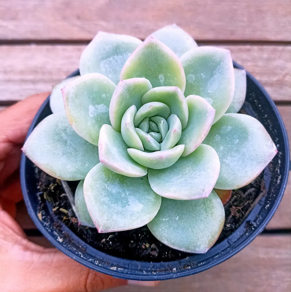 Echeveria 
