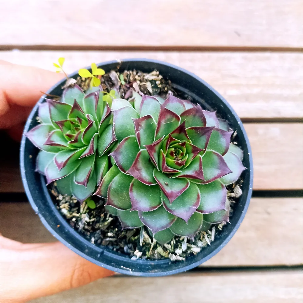 Sempervivum 