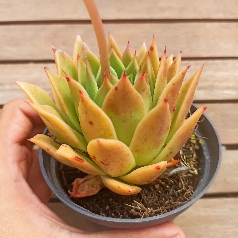 Echeveria agavoides 