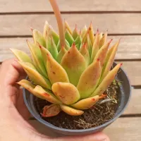 Echeveria agavoides 'Estrela' (vaso11)