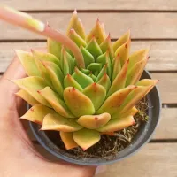 Echeveria agavoides 'Estrela' (vaso11) - Foto 2