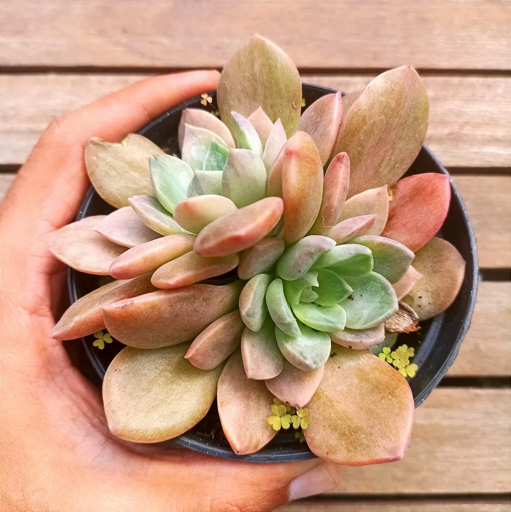 Echeveria 