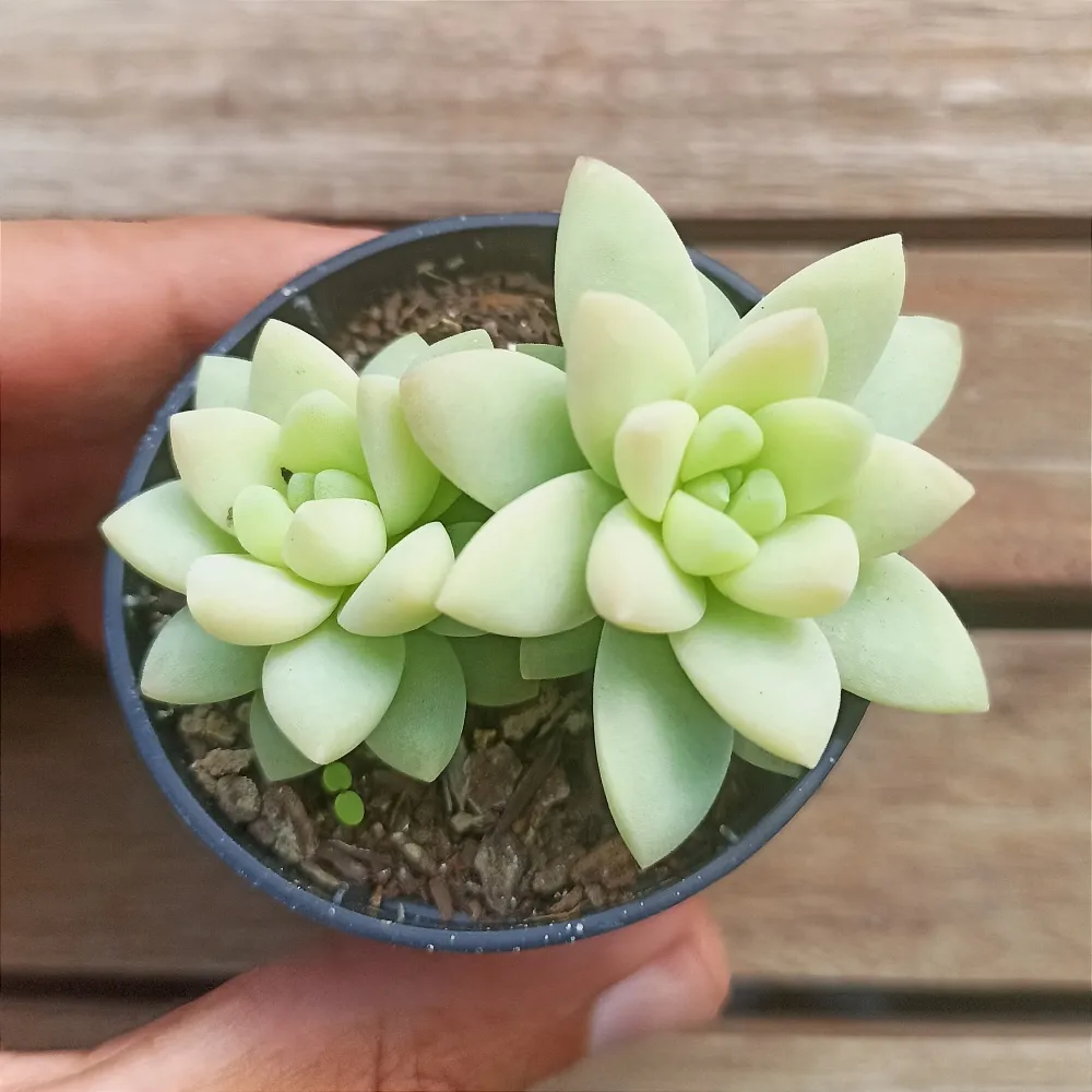 Sedum nicaaense (vaso6)