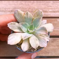 Echeveria 'Rippling Waters' variegata (vaso9)