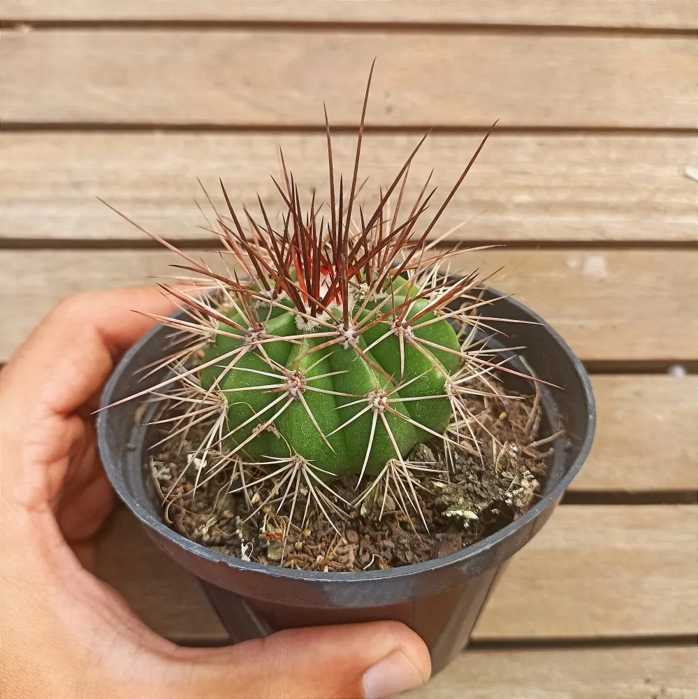 Melocactus longispinus (vaso11)