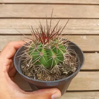 Melocactus longispinus (vaso11)