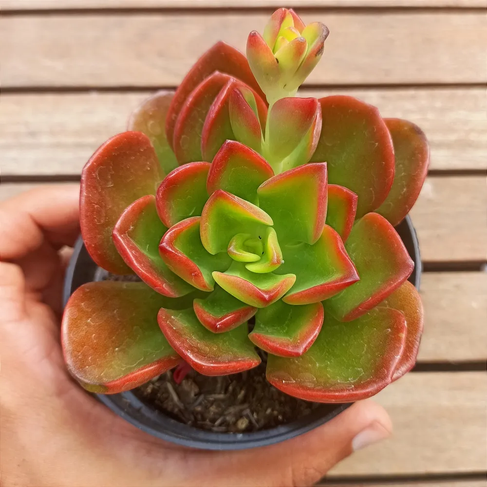 Echeveria setosa v. Oteroi (vaso11)