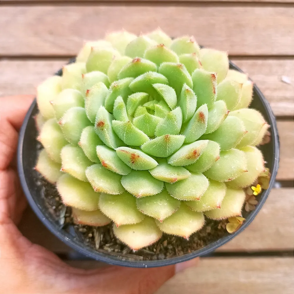 Echeveria 