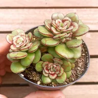 Echeveria nodulosa 'Enana' (vaso9)