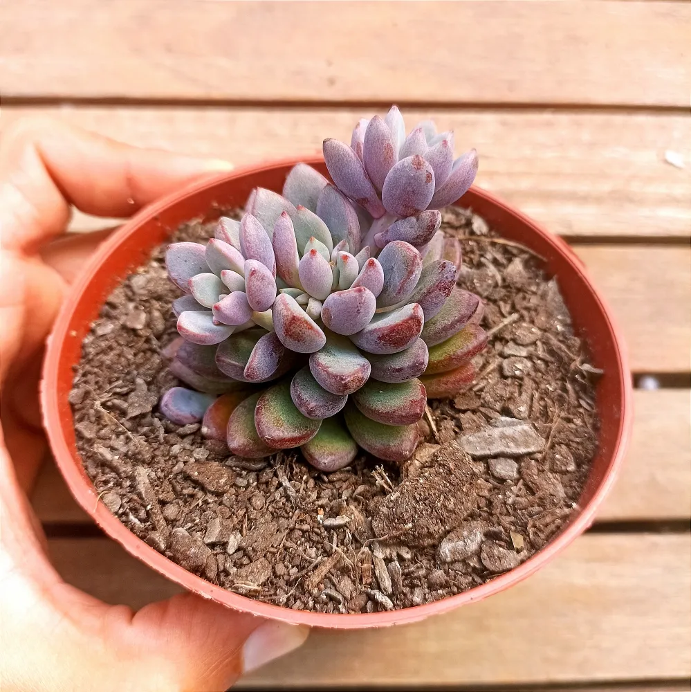 Graptoveria 