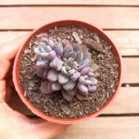 Graptoveria 'Purple Dreams' (vaso11) - Foto 2