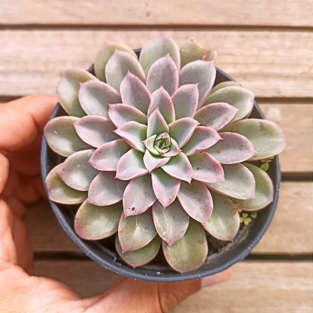 Echeveria 