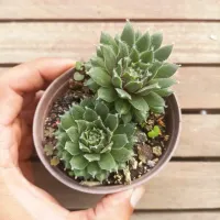 Sempervivum ciliosum (vaso9)