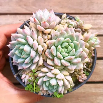 Echeveria prolifica (cv. Espanhola - vaso11)