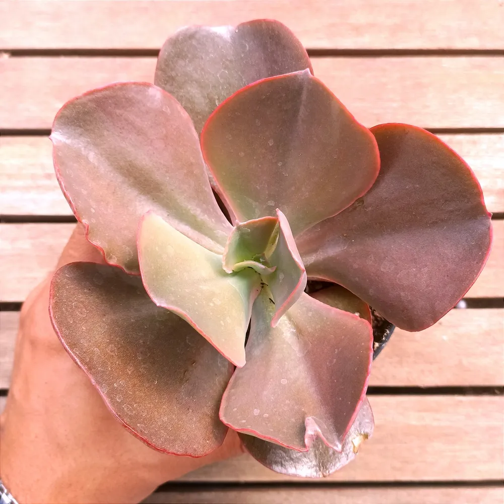 Echeveria gibbiflora híbrida 