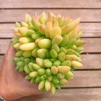 Pachyphytum 'Chiseled Stones' cristata (vaso11)
