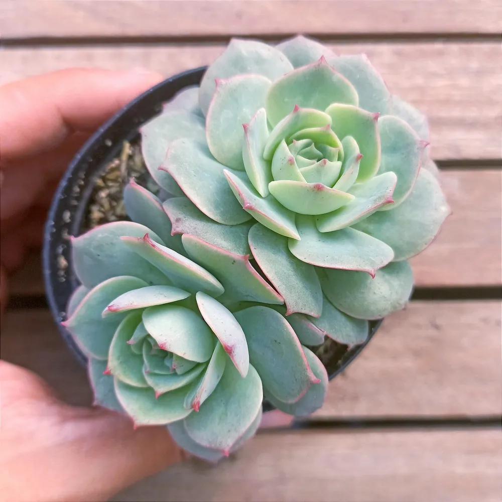 Echeveria 'Gloria' (2 rosetas - vaso9) Imagem