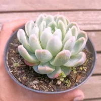 Echeveria 'Zonnestraal Pink' (vaso9) - Foto 2