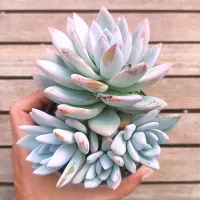 Pachyveria 'Powder Puff' (cante x oviferum - colônia - vaso11)