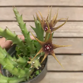 Orbea caudata var. Rhodesica (3 hastes - vaso9)