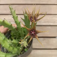 Orbea caudata var. Rhodesica (3 hastes - vaso9)