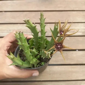 Orbea caudata var. Rhodesica (3 hastes - vaso9) - Foto 2