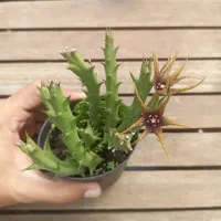 Orbea caudata var. Rhodesica (várias hastes - vaso9) - Foto 2