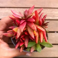 Crassula capitella subsp. thyrsiflora 'Pagoda' (vaso9)