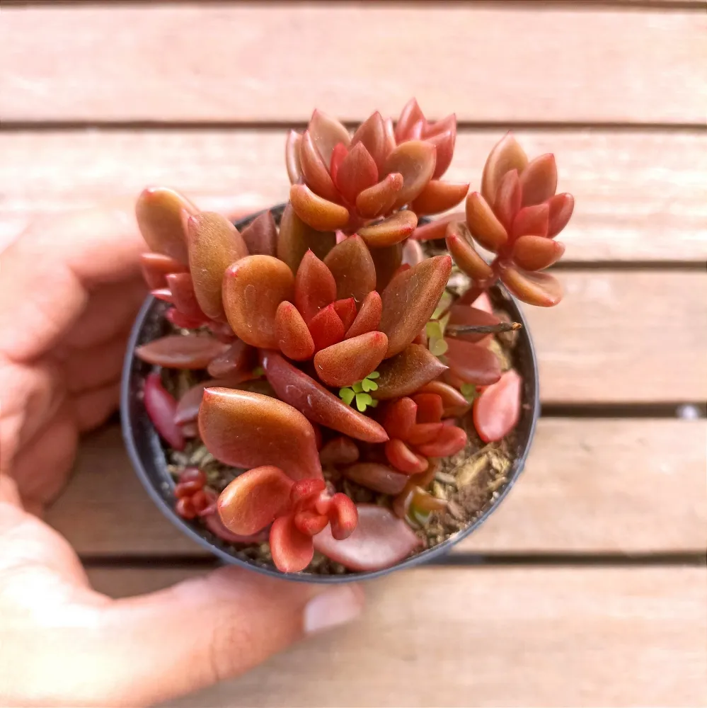 Lenophyllum 