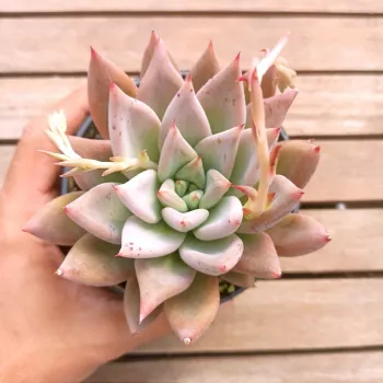 Echeveria 'Romeo' x 'Lycan' (vaso11) - Foto 2