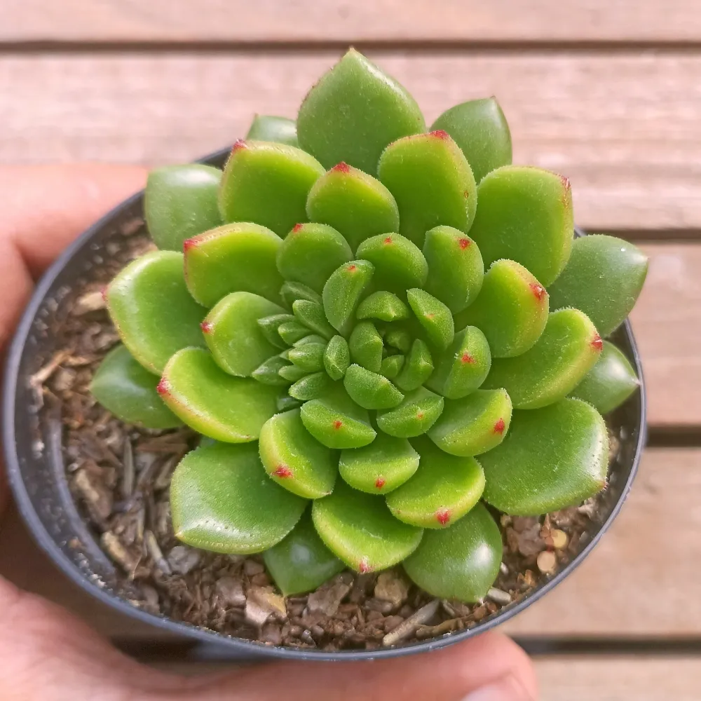 Echeveria 