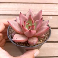 Echeveria agavoides 'Taurus' (vaso9)
