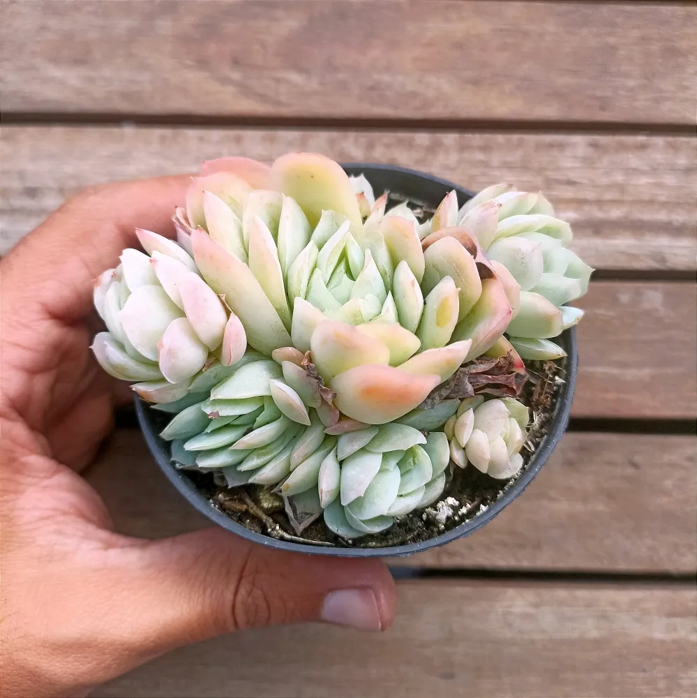 Echeveria 