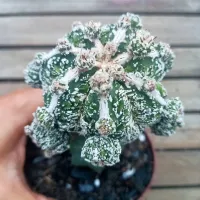 Astrophytum myriostigma cv. Haku-Jo enxertado (vaso11)