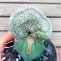 Rebutia heliosa f monstruosa enxerto (vaso11)