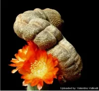 Rebutia heliosa f monstruosa enxerto (vaso11) - Foto 2