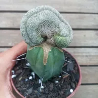 Rebutia heliosa f monstruosa enxerto (vaso11) - Foto 3