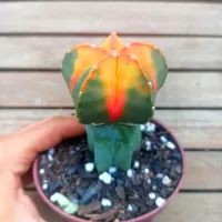 Astrophytum myriostigma cv. Koh-yo enxertado (vaso11) - Foto 2