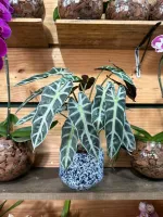 Planta Alocassia Pequena (sem vaso)