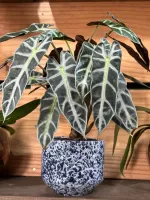 Planta Alocassia Pequena (sem vaso) - Foto 2