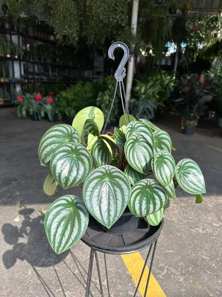 Peperômia Melancia
