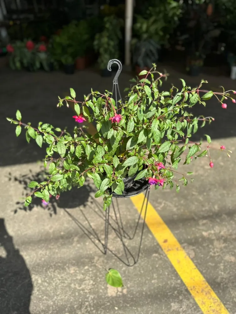 Brinco de Princesa  Imagem