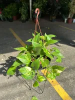 Giboia 