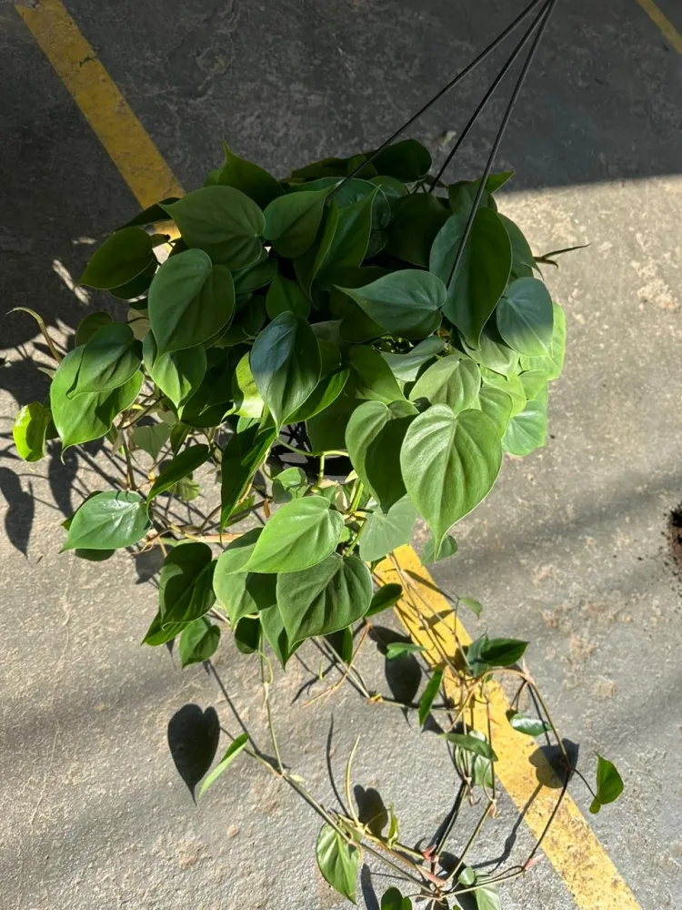 Philodendro Scandens 