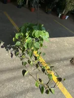 Philodendro Scandens  - Foto 2