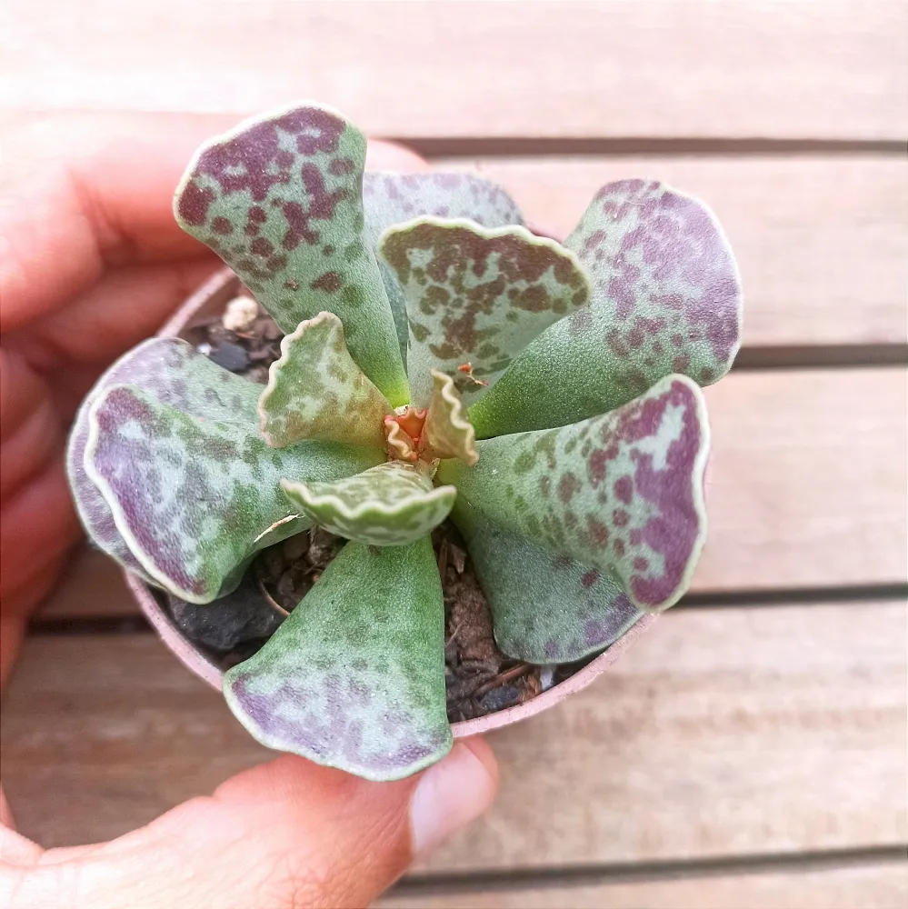 Adromischus cooperi (vaso6)