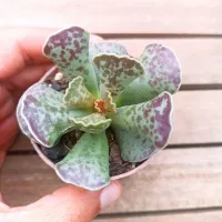 Adromischus cooperi (vaso6)